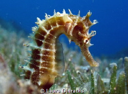 Egyptian thorny seahorse in seagrass, macro lens by Laura Dinraths 